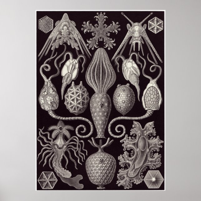 Impresión de arte Ernst Haeckel: Amphoridea (Frente)