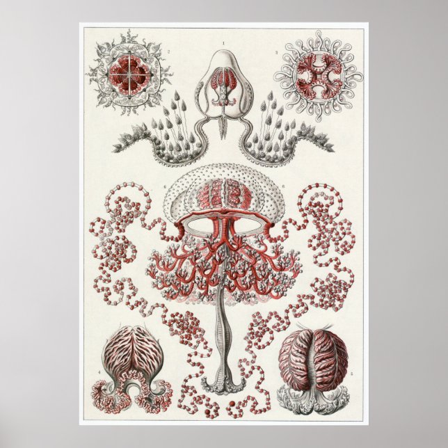 Impresión de arte Ernst Haeckel: Anthomedusae (Frente)