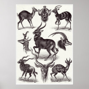 Impresión de arte Ernst Haeckel: Antilopina