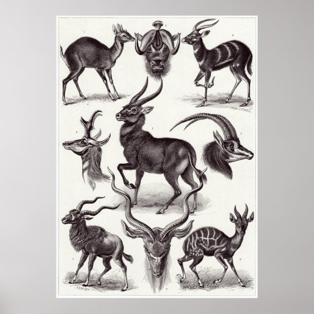 Impresión de arte Ernst Haeckel: Antilopina (Frente)
