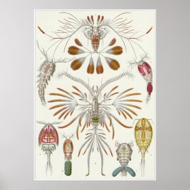 Impresión de arte Ernst Haeckel: Copepoda (Frente)