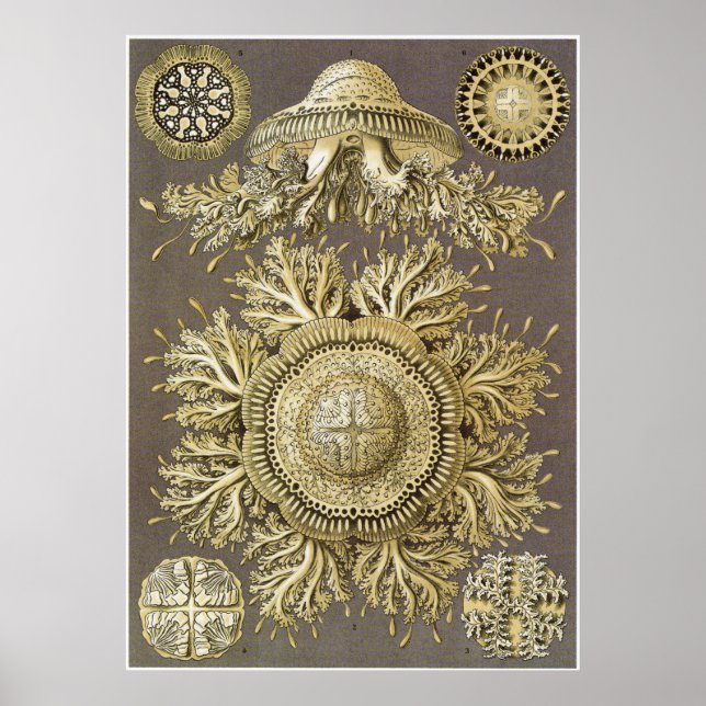 Impresión de arte Ernst Haeckel: Discomedusae (Frente)