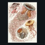 Impresión de arte Ernst Haeckel: Discomedusae<br><div class="desc">Impresión artística de Ernst Haeckel</div>