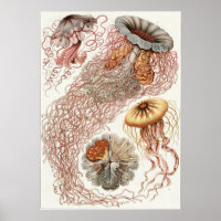Impresión de arte Ernst Haeckel: Discomedusae