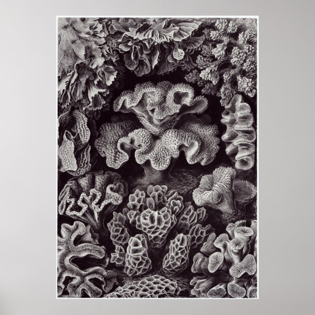 Impresión de arte Ernst Haeckel: Hexacoralla (Frente)