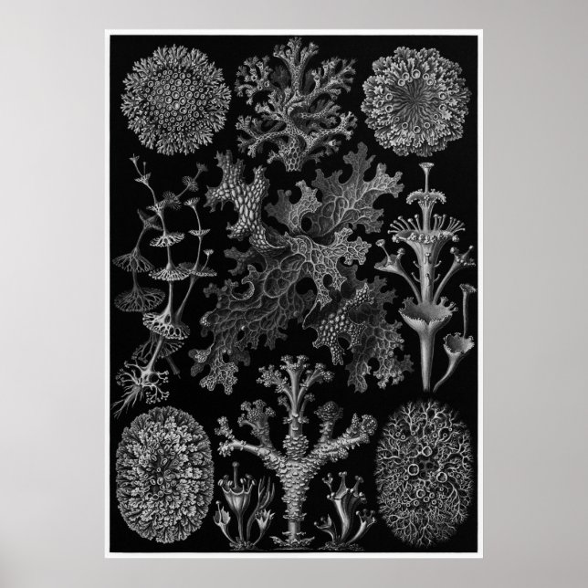 Impresión de arte Ernst Haeckel: Lichenes (Frente)