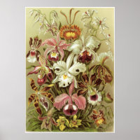 Impresión de arte Ernst Haeckel: Orchidae