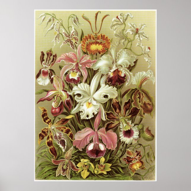 Impresión de arte Ernst Haeckel: Orchidae (Frente)