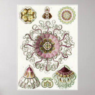 Impresión de arte Ernst Haeckel: Peromedusae