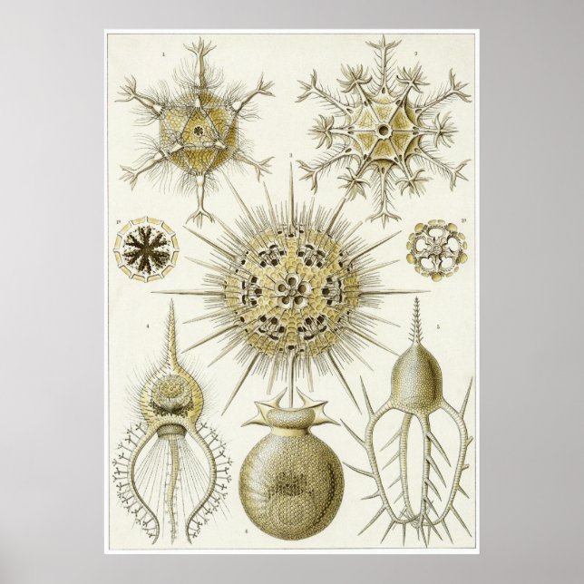 Impresión de arte Ernst Haeckel: Phaeodaria (Phaeo (Frente)