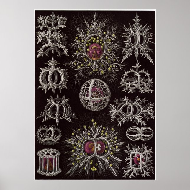 Impresión de arte Ernst Haeckel: Stephoidea (Frente)