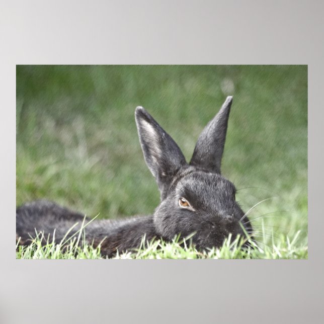 Impresión de arte fino Bunny In The Grass (Frente)