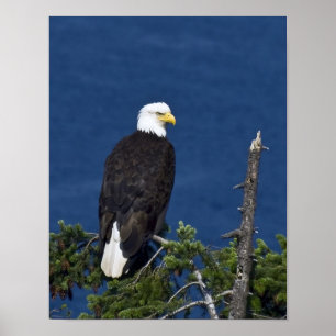 Impresión de arte fino de águila calva