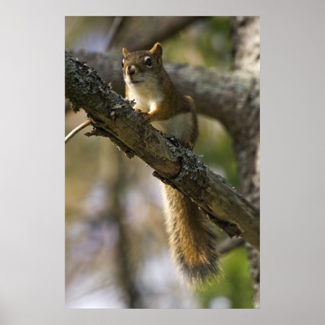 Impresión de arte fino de Nut Patrol (Frente)