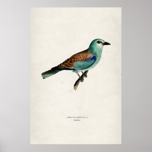 Impresión de arte fino mate de Roller Bird europeo
