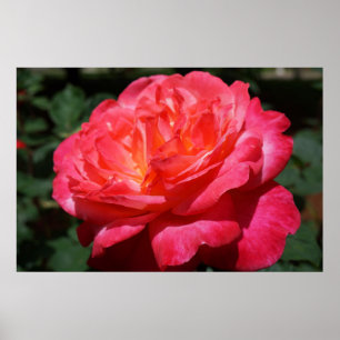 Impresión de arte floral de jardín de flores rosas