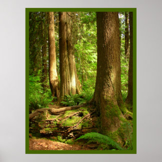 Impresión de arte forestal de la costa oeste de Ca