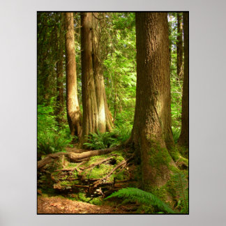 Impresión de arte forestal de la costa oeste de Ca