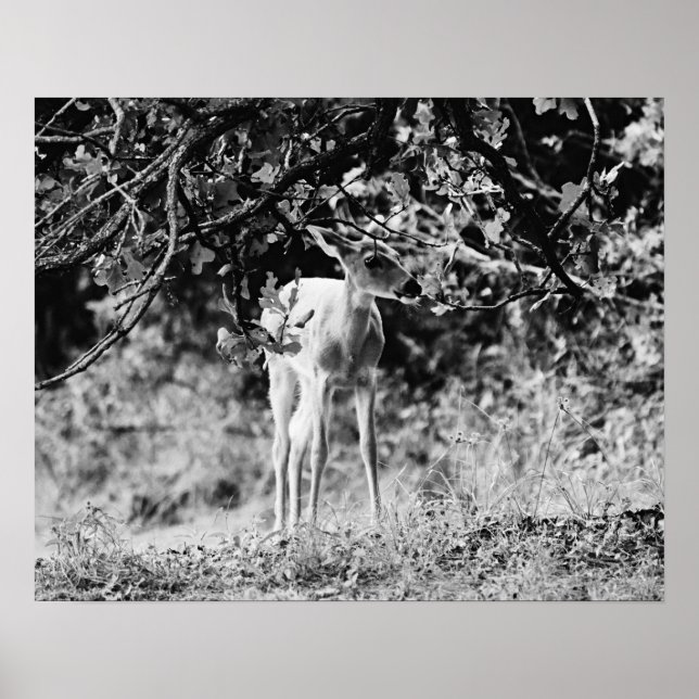 Impresión de arte fotográfico Baby Deer Fawn (Frente)
