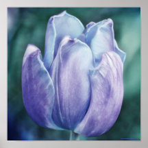 Impresión de arte fotográfico Blue Purple Tulip