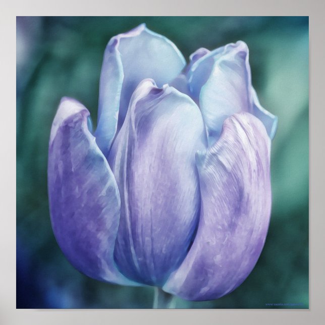 Impresión de arte fotográfico Blue Purple Tulip (Frente)