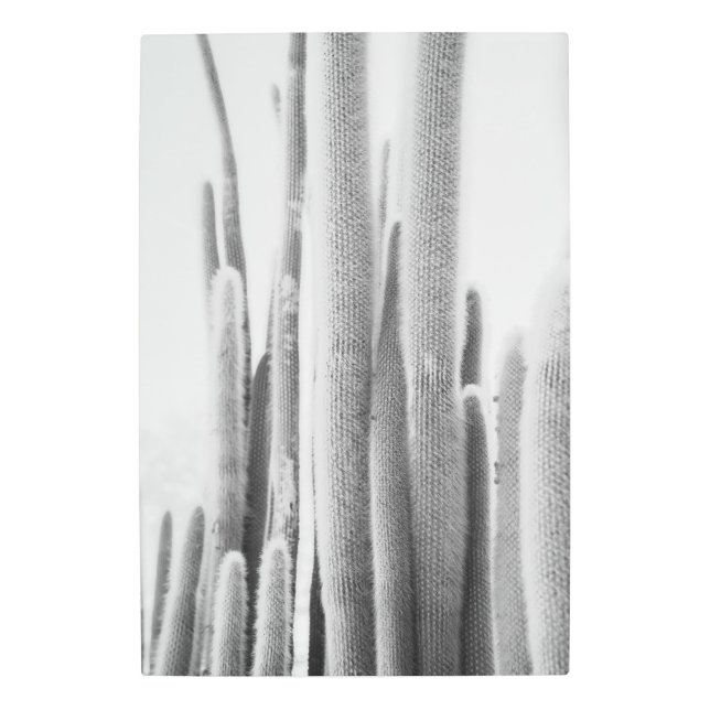 Impresión de arte fotográfico Cactus en blanco y n (Anverso)