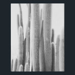 Impresión de arte fotográfico Cactus en blanco y n<br><div class="desc">Impresión de cactus de arte fino</div>