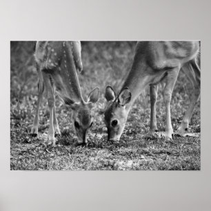 Impresión de arte fotográfico de Baby Deer Grazing
