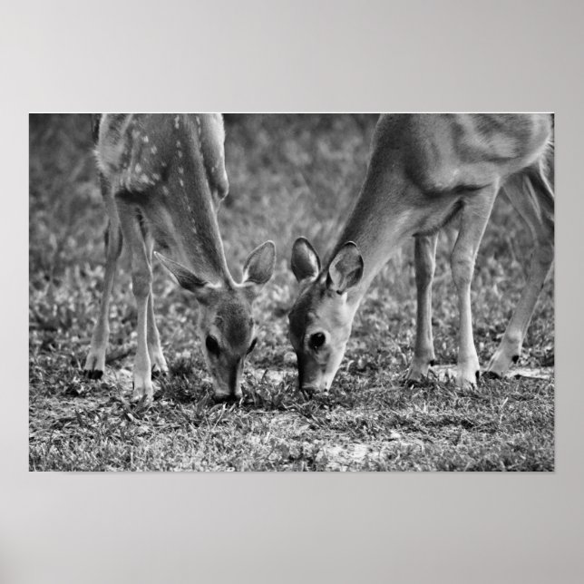 Impresión de arte fotográfico de Baby Deer Grazing (Frente)