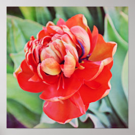 Impresión de arte fotográfico de doble tulipán