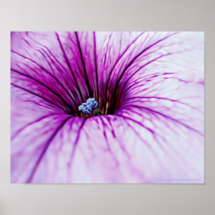 Impresión de arte fotográfico de flores de Petunia