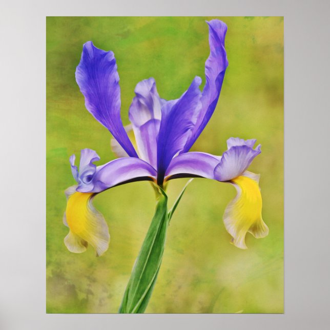 Impresión de arte fotográfico de flores Iris holan (Frente)
