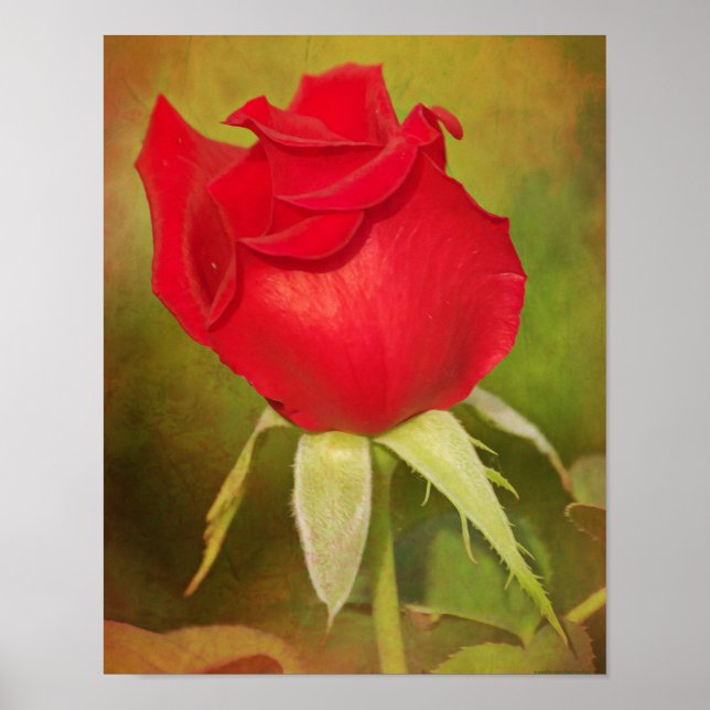 Impresión de arte fotográfico de Red Rose Bud (Frente)