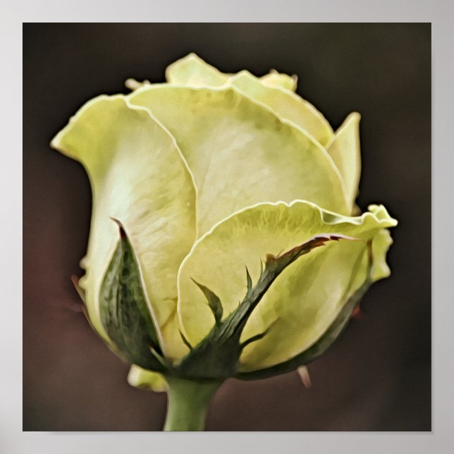 Impresión de arte fotográfico de Rose Bud amarillo (Frente)