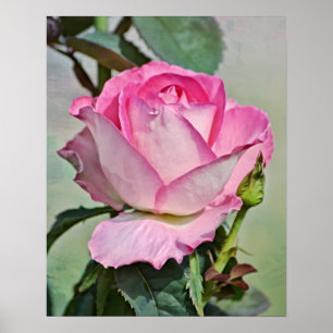 Impresión de arte fotográfico rosa rosa