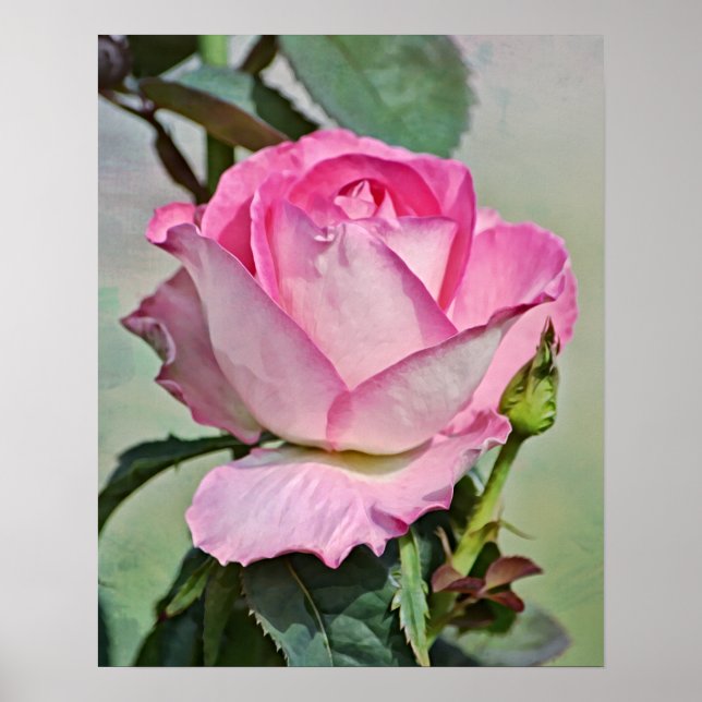 Impresión de arte fotográfico rosa rosa (Frente)
