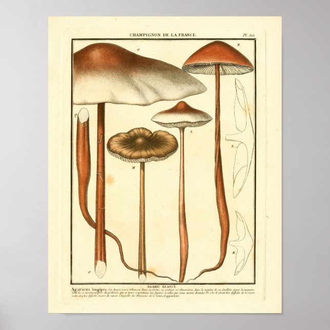 Impresión de arte francés para hongos marrones vin (Frente)