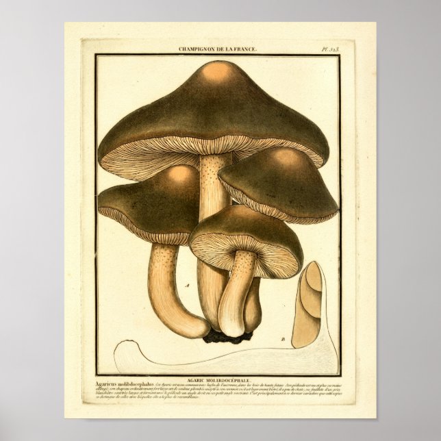 Impresión de arte francés para hongos marrones vin (Frente)