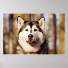 Impresión de arte hermoso de Husky Dog