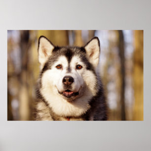 Impresión de arte hermoso de Husky Dog