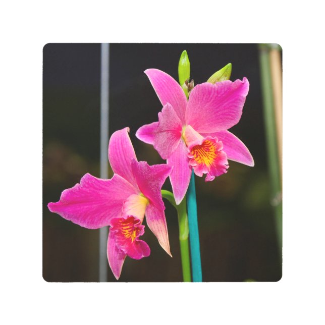 Impresión de arte Metalizado en orquídeas rosadas  (Anverso)