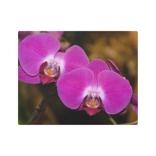 Impresión de arte Metalizado en orquídeas rosadas  (Anverso)