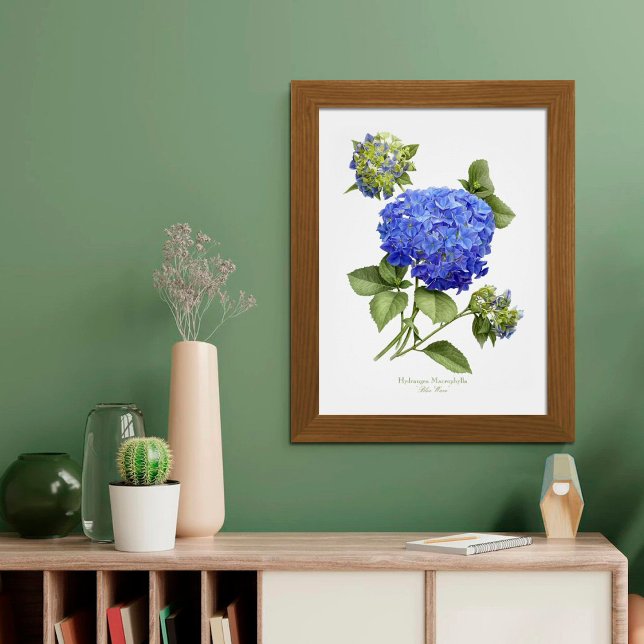 Impresión de arte original de Blue Hydrangea (Subido por el creador)
