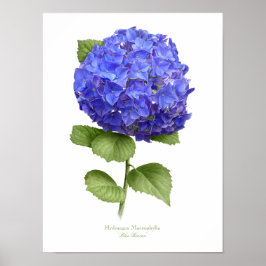 Impresión de arte original de Blue Hydrangea