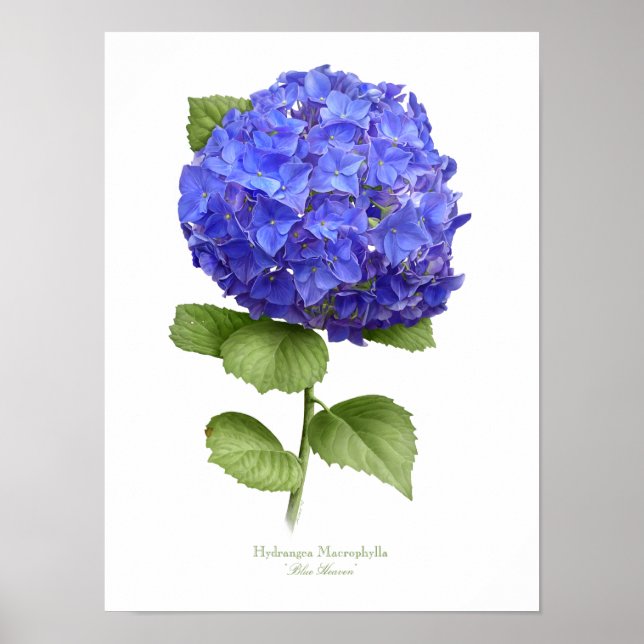 Impresión de arte original de Blue Hydrangea (Frente)