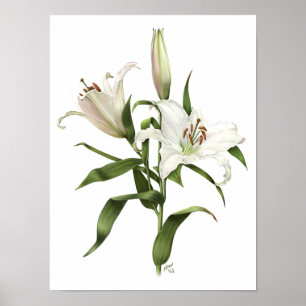 Impresión de arte original de lirio oriental blanc