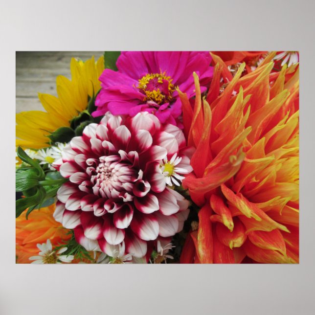 Impresión de arte Poster Vivid Dahlias y Zinnias (Frente)
