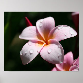 Impresión de arte rosa de Plumeria