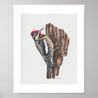 Impresión de arte Sapsucker con el vientre amarill