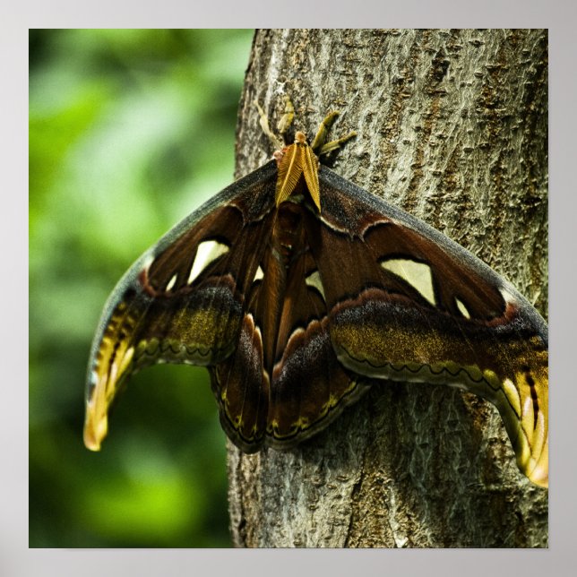 Impresión de Attacus Atlas (Frente)
